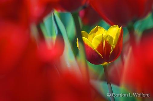 Yellow & Red Tulip_53159.jpg - Photographed at Ottawa, Ontario - the capital of Canada.